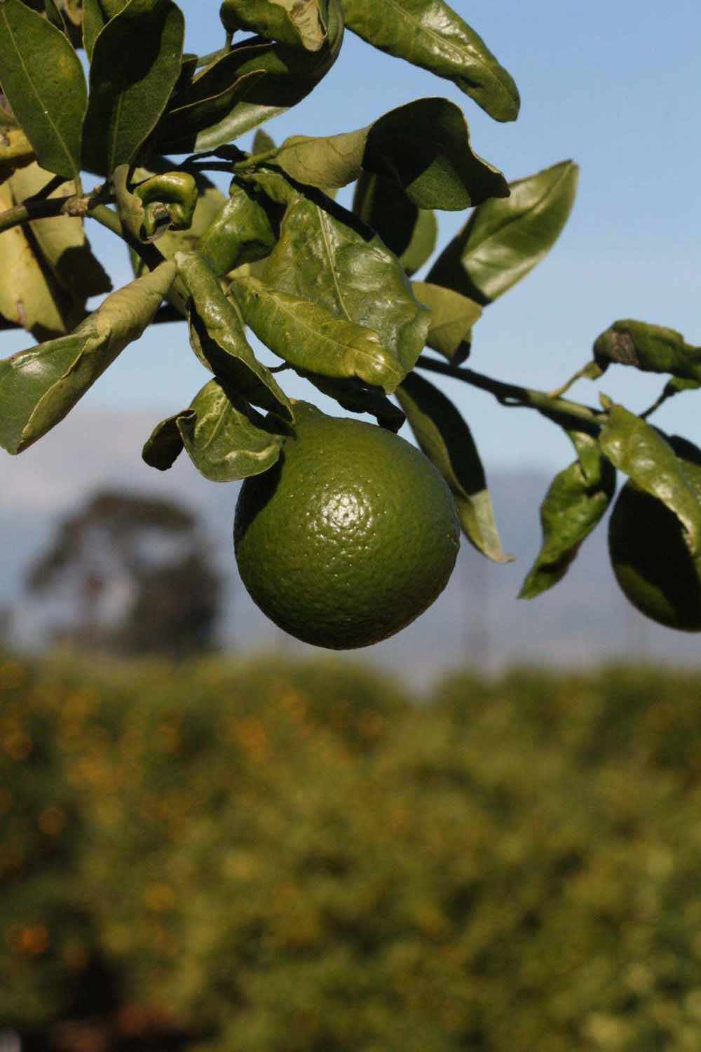              Immature fruit (Riverside, CA)       
